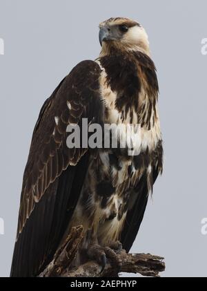 A sub-adult African fish eagle (Haliaeetus vocifer) perching on a dead tree above a stretch of water and swamp. Tarangire National Park, Tanzania. Stock Photo