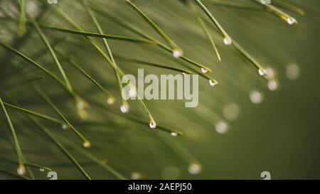 Water drops on the pine needles ends. Nature background. Stock Photo
