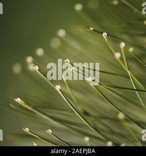 Raindrops on the pine needles ends, macro photo. Stock Photo