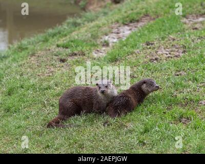 Eurasian otter (Lutra lutra) family on pond bank.