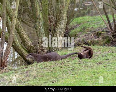 Eurasian otter (Lutra lutra) family on pond bank.