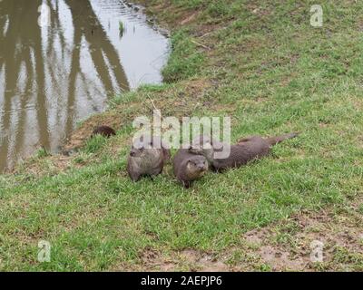 Eurasian otter (Lutra lutra) family on pond bank.