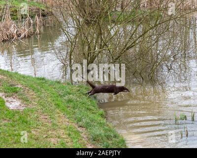 The Eurasian otter Lutra lutra.  Diving into a lake. Stock Photo