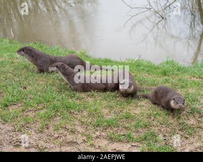Eurasian otter (Lutra lutra) family on pond bank.