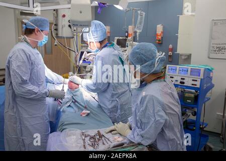 Surgeons at an NHS Hospital perform a knee operation, known as an Arthroplasty, to repair the damaged joint with an artificial one. Stock Photo