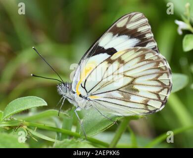 A brown-veined white butterfly (Belenois aurota). Arusha National Park. Arusha, Tanzania. Stock Photo