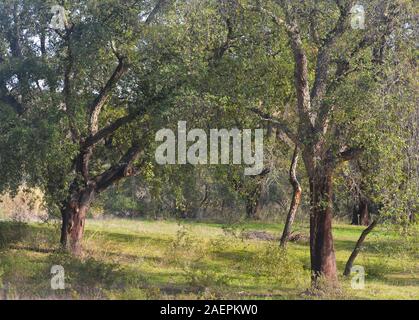 Small remnant patches of the original cork and olm oak forests that existed along the lower Guadiana valley, Alentejo, southern Portugal Stock Photo