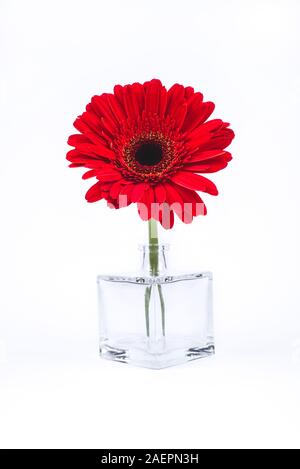 Red gerbera flower in glass vase. Stock Photo