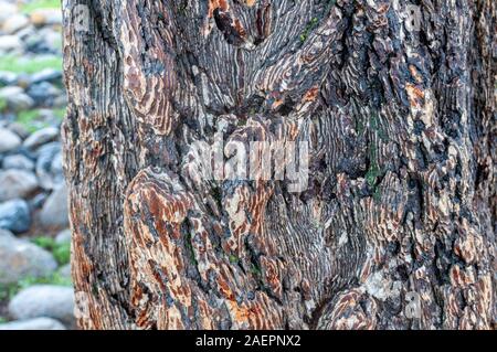 larch tree bark tree in the valley on Altai, Russia. Stock Photo