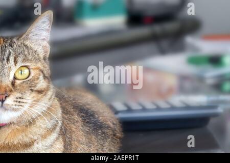 gray adult cute cat looks surprised with big eyes. close up sitting on a Desk in the office Stock Photo