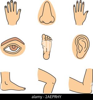 Human body parts color icons set. Male and female hands, nose, eye, feet, ear, elbow joint, knee. Isolated vector illustrations Stock Vector