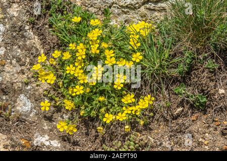Frühlingsfingerkraut (Potentilla neumanniana) Spring Cinquefoil • Baden-Württemberg; Deutschland Stock Photo