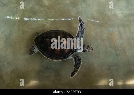 Turtle in a rehabilitation center. Turtle swims in the pool close-up. Stock Photo