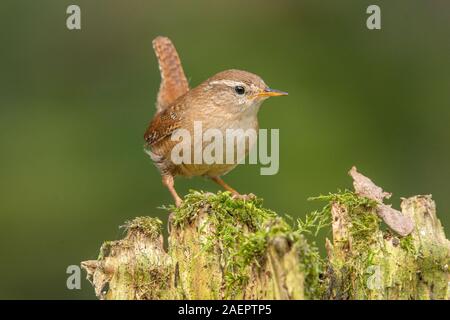 Zaunkönig (Troglodytes troglodytes) Northern Wren • Baden-Württemberg, Deutschland Stock Photo