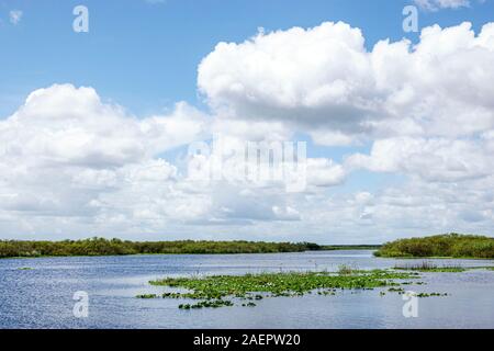 Melbourne Florida,St. Saint Johns River,Camp Holly Airboat Rides,panoramic view of river,water plants,FL190920071 Stock Photo