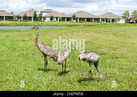 St. Saint Cloud Florida,Harmony,planned community,housing,single family homes,sandhill crane,Antigone canadensis,migratory bird,FL190920084 Stock Photo