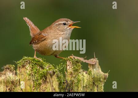 Zaunkönig (Troglodytes troglodytes) Northern Wren • Baden-Württemberg, Deutschland Stock Photo