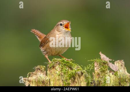 Zaunkönig (Troglodytes troglodytes) Northern Wren • Baden-Württemberg, Deutschland Stock Photo