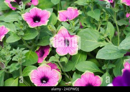 Petunia Designer Buzz Purple flowers. Stock Photo
