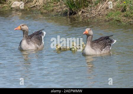 Graugans mit Küken (Anser anser) Greylag Goose withe Chicks • Baden-Württemberg; Deutschland Stock Photo