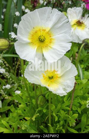 Dehner Blumenpark • Bayern, Deutschland Stock Photo