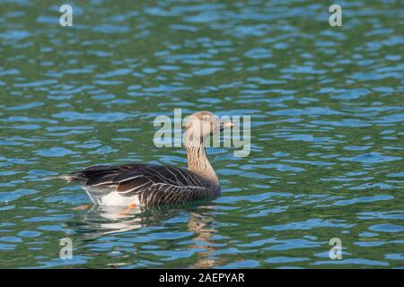 Tundrasaatgans (Anser fabalis rossicus) Bean Goose • Baden-Württemberg, Deutschland Stock Photo