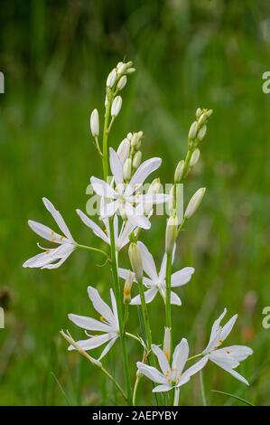 Traubige Graslilie (Anthericum liliago) St. Bernard's lily • Baden-Württemberg, Deutschland Stock Photo