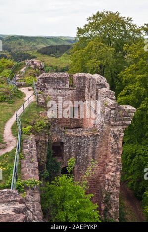 Ruins of Falkenstein castle, 13th century, Philippsbourg, Northern Vosges Regional Natural Park,  Moselle (57), Grand Est region, France Stock Photo