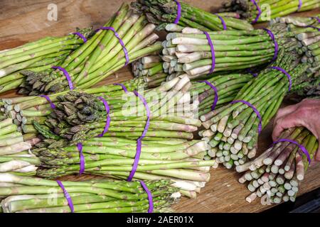 Orlando Winter Park Florida,Downtown,historic district,Farmers' Market,weekly Saturday outdoor,vendor,produce stand,vegetables,asparagus,bunches,rubbe Stock Photo