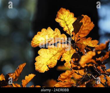 Group of oak leaves with autumn colours backlit in woodland. Tipperary, Ireland Stock Photo