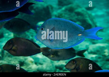 Blue tang and Doctorfish swimming over a coral reef in Bonaire Island. Stock Photo