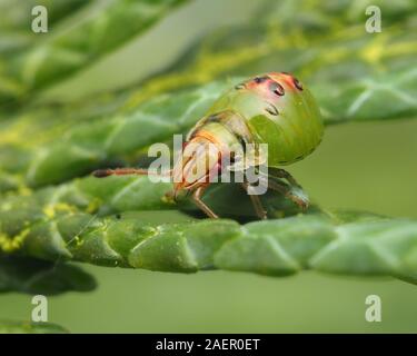 Juniper Shieldbug early instar nymph (Cyphostethus tristriatus) on ...
