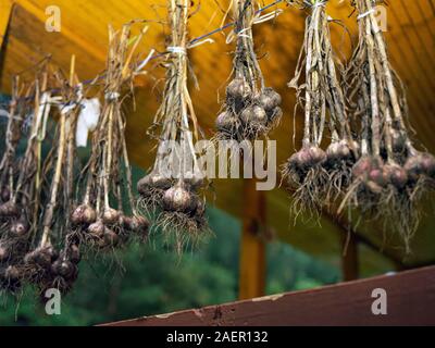 Bunch of raw garlic drying on a rope, outdoor close-up Stock Photo