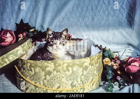 Cute kitten in a hat box, New Jersey, USA, “2008”, FS 22.28. 300ppi, DT 2007 domestic cats happy cat kittens humor spring pets funny animals pet Stock Photo