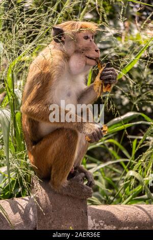 Red-haired monkey with a funny hairstyle eats a banana Stock Photo