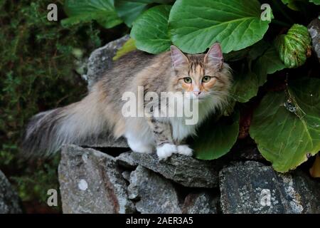 A pretty norwegian forest cat standing on a stone Stock Photo