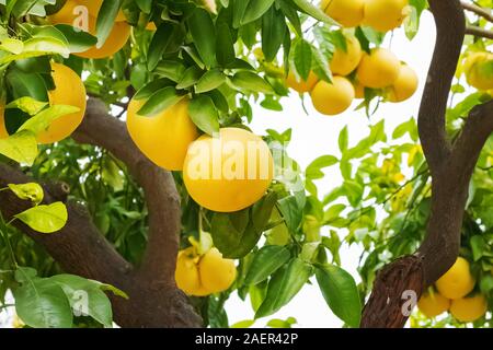 Brunch with ripe grapefruits on the tree Stock Photo