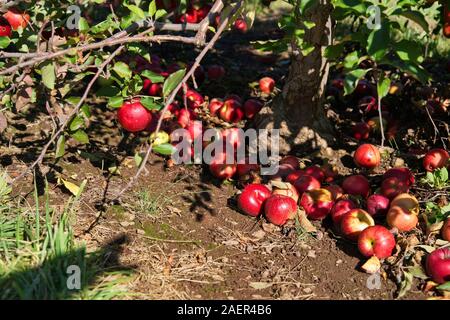 Fallen apples on ground with the shadow of a customers arm picking the good ones on tree. Stock Photo