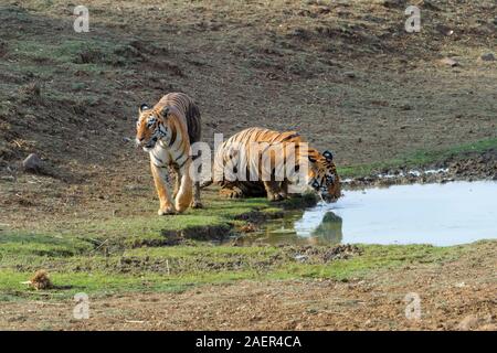 Female Bengal tiger (Panthera tigris tigris) and sub adult tiger at a water pond, Tadoba Andhari Tiger Reserve, Maharashtra state, India Stock Photo