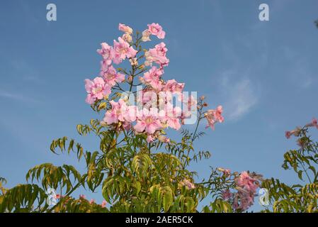 pink inflorescence of Podranea ricasoliana, climber plant Stock Photo