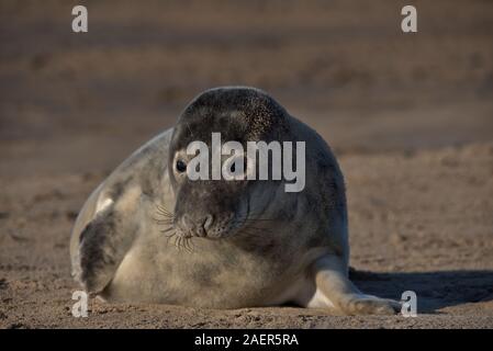 Cute Grey seal pup on a beach in Lincolnshire. Stock Photo