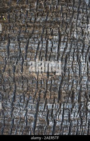 Washingtonia filifera bark close up Stock Photo