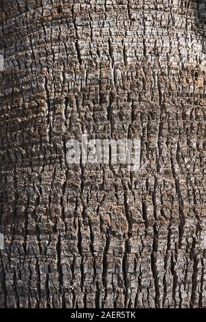 Washingtonia filifera bark close up Stock Photo