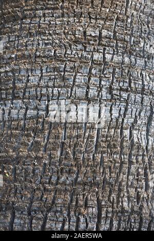 Washingtonia filifera bark close up Stock Photo