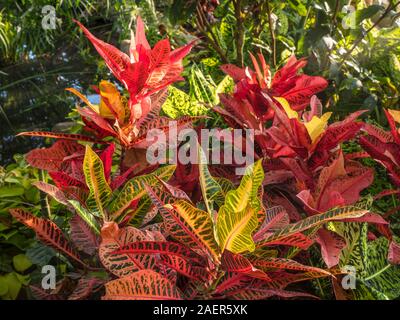 'Garden Croton' Codiaeum variegatum var pictum NERVIA a species of plant in the genus Codiaeum, family Euphorbiaceae. Native to Indonesia, Malaysia, Australia, and the western Pacific Ocean islands, growing in open forests and scrub Stock Photo