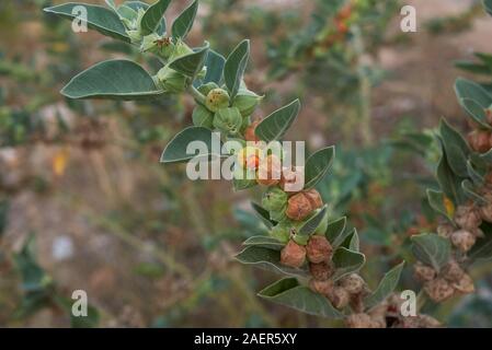 colorful seed pods of Withania somnifera plant Stock Photo
