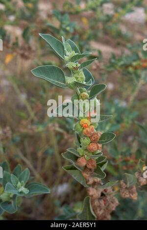 colorful seed pods of Withania somnifera plant Stock Photo