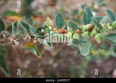 colorful seed pods of Withania somnifera plant Stock Photo