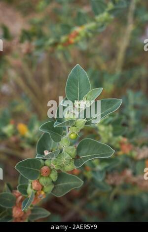 colorful seed pods of Withania somnifera plant Stock Photo