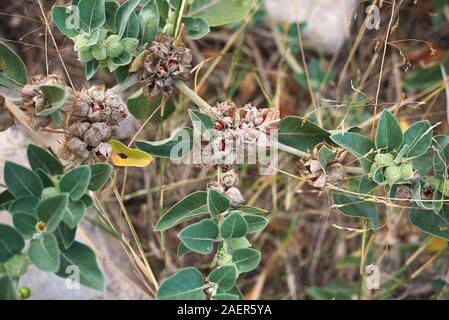 colorful seed pods of Withania somnifera plant Stock Photo